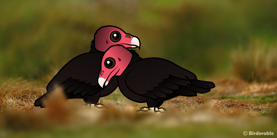 Allopreening Turkey Vultures