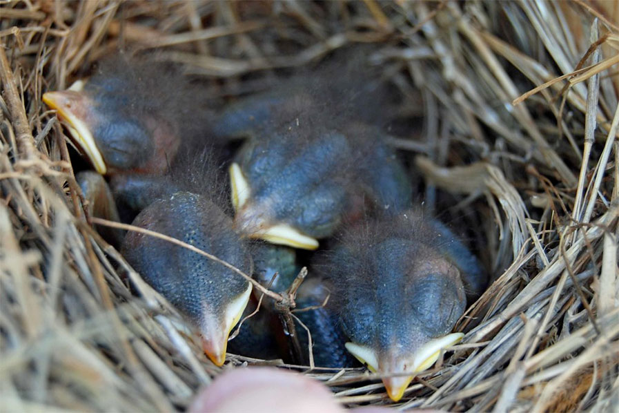 Baby Tree Swallows