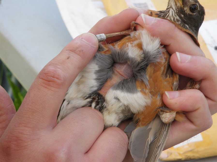 Brood Patch on American Robin