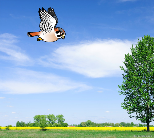 Hovering American Kestrel