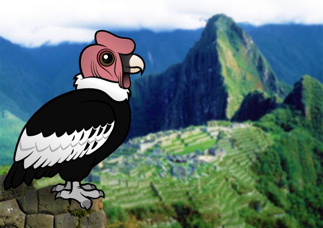 Birdorable Andean Condor