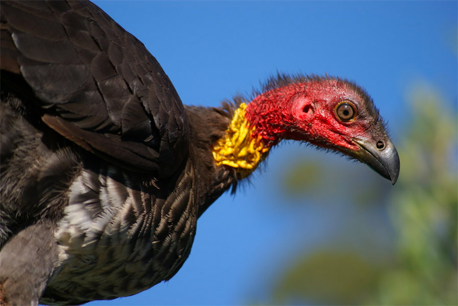 Australian Brushturkey photo