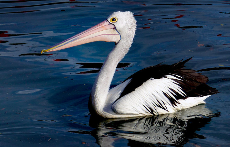 Australian Pelican