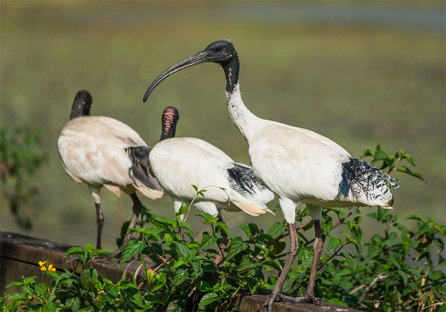 Australian White Ibis