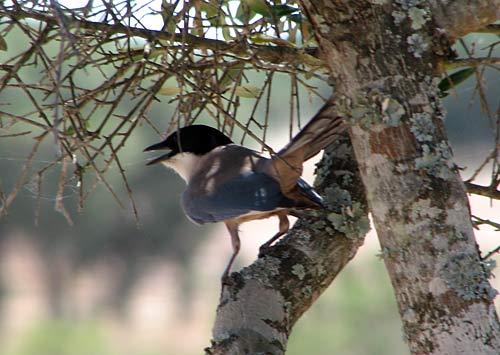 Azure-winged Magpie in Andalucia