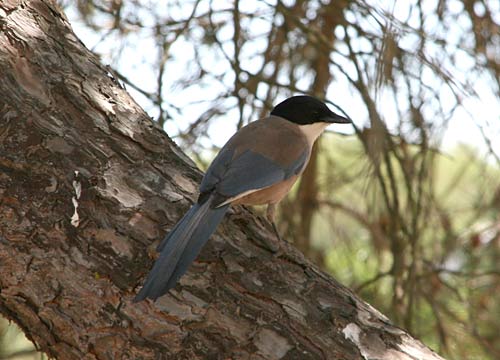 Azure-winged Magpie in Andalucia