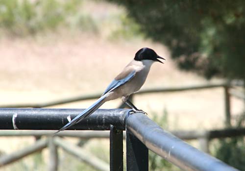 Azure-winged Magpie in Andalucia