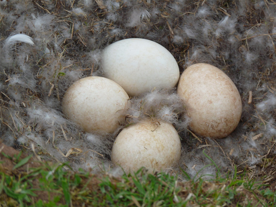 Canada Goose Eggs