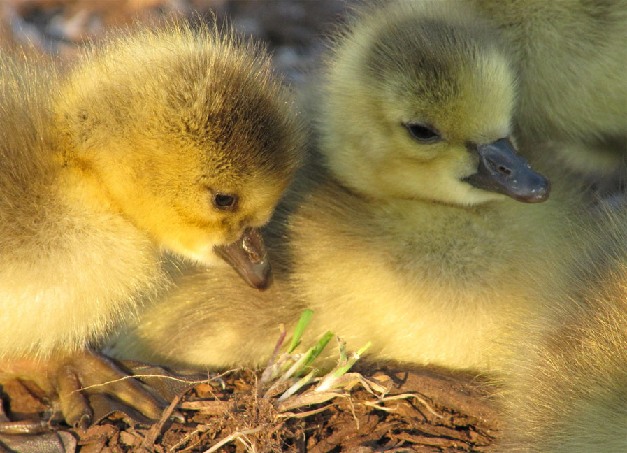 Goose Babies