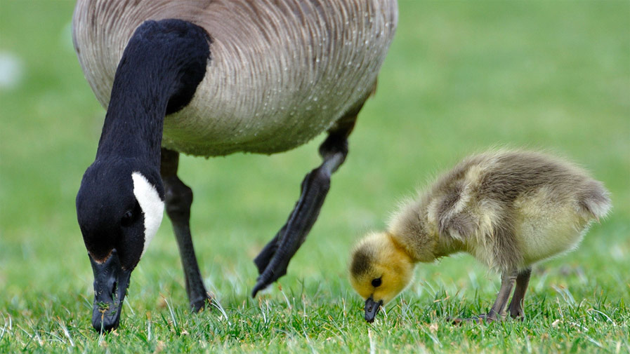 Adult Goose with Baby