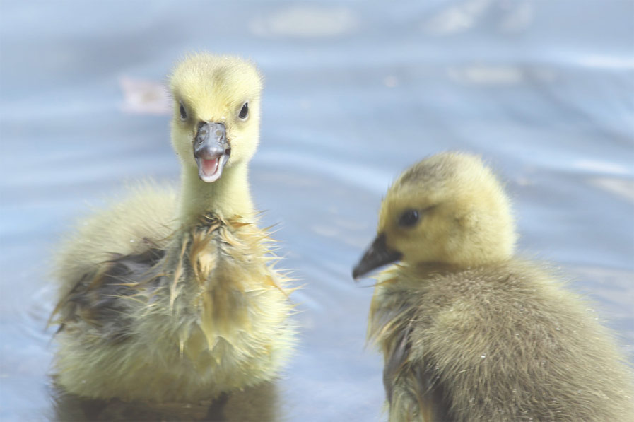 Two Goslings