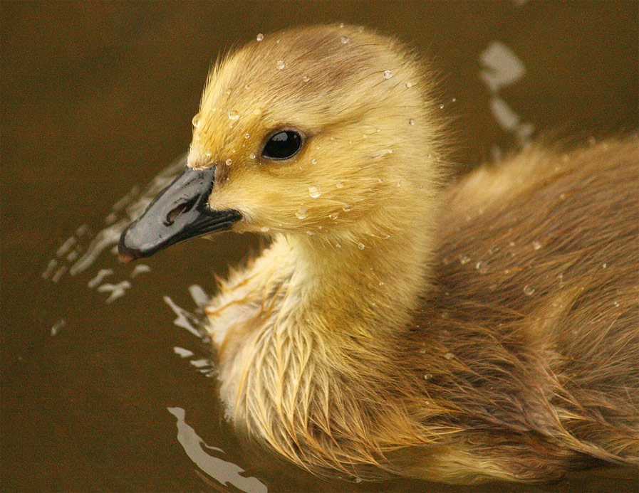 Baby Canada Goose