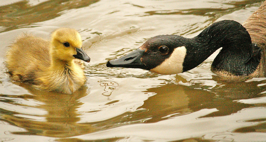 Gosling with Parent