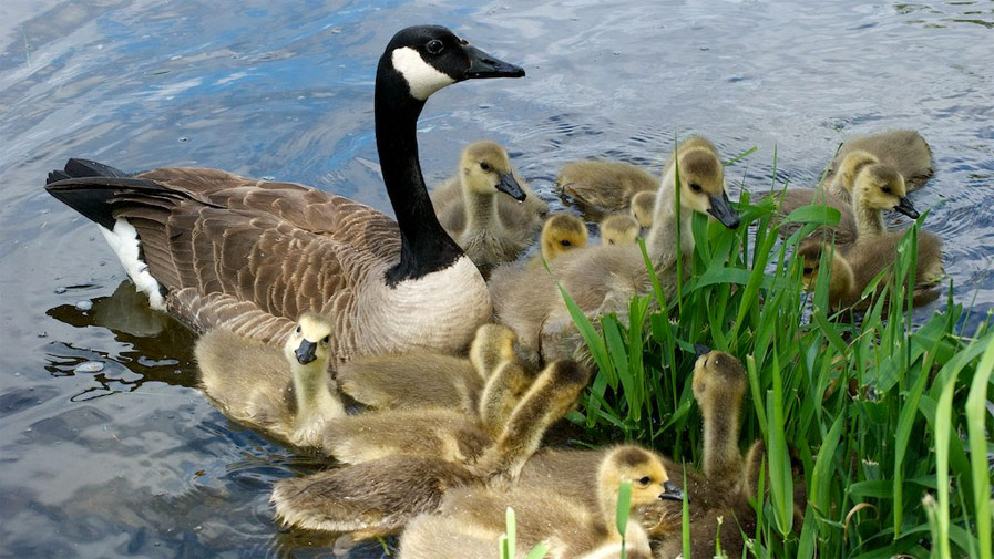 Family Feeding Time