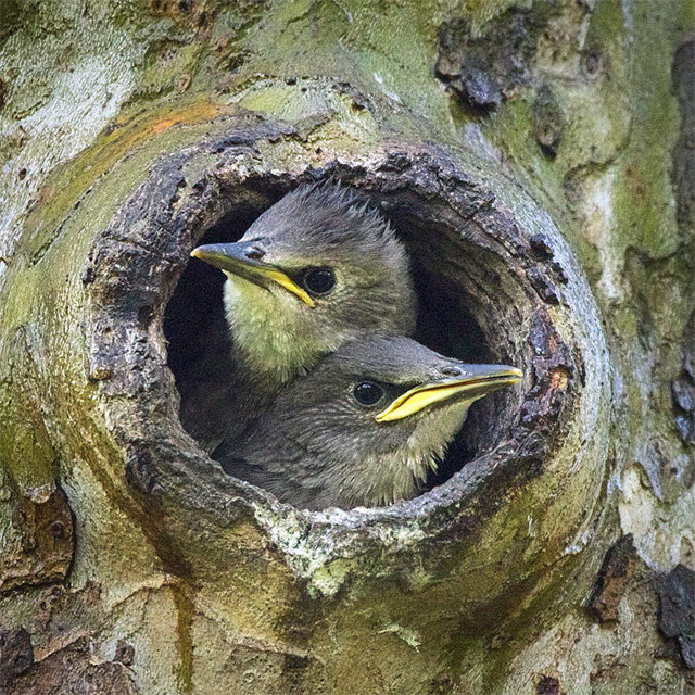 Baby Starlings in Nest