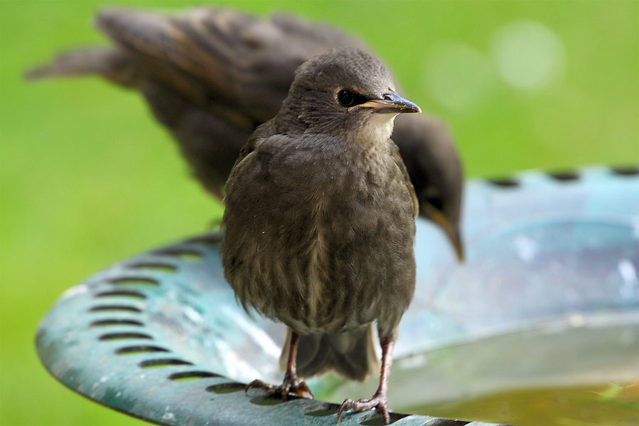 Baby Starling