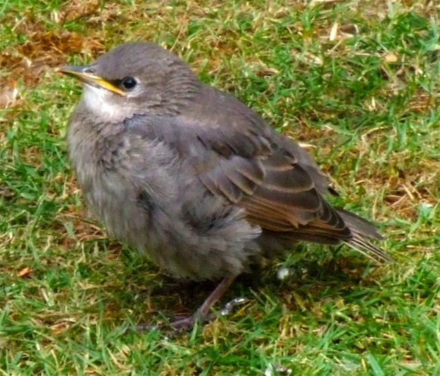 Baby European Starling