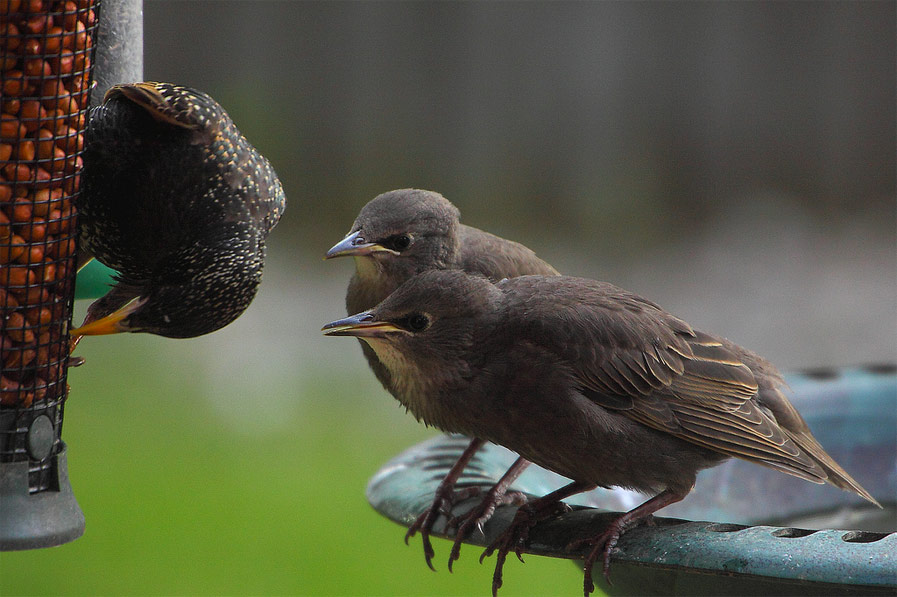 Mother and Baby Starlings