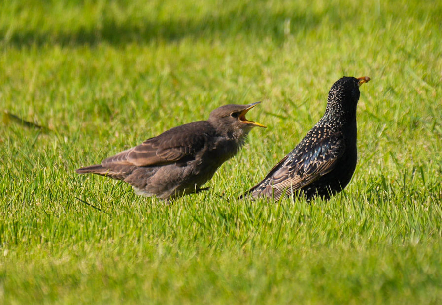 Adult with Baby Starling