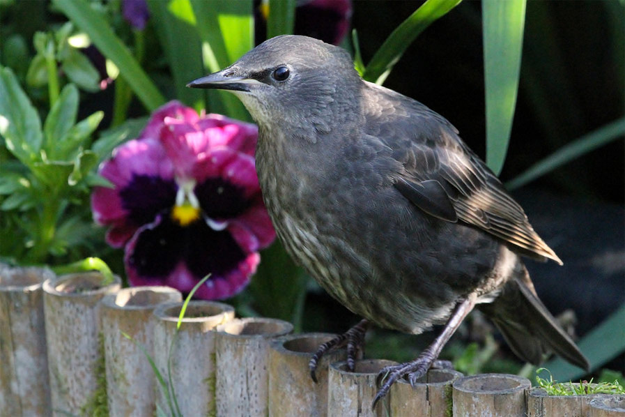 Young Starling