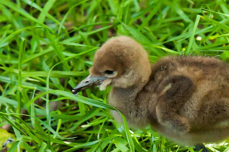 Photo of baby Wattled Crane