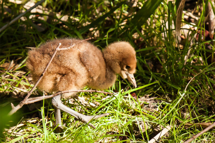 Photo of baby Wattled Crane