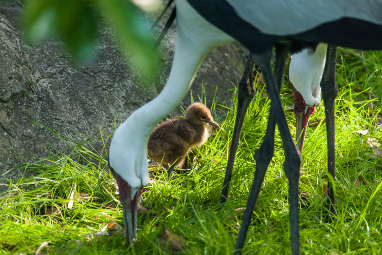 Photo of baby Wattled Crane