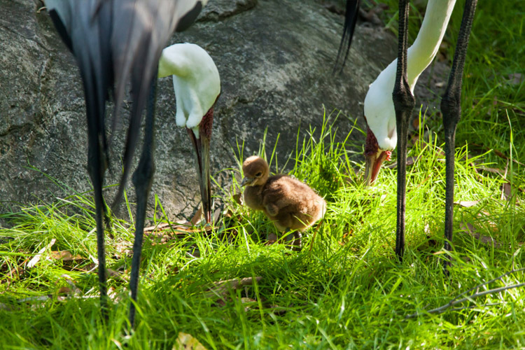 Photo of baby Wattled Crane