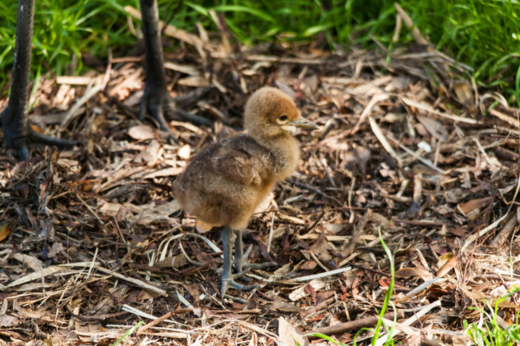 Photo of baby Wattled Crane