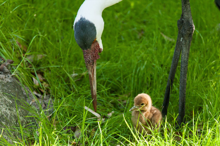 Photo of baby Wattled Crane