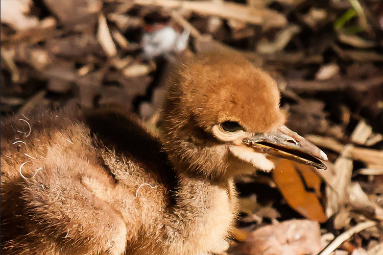 Photo of baby Wattled Crane