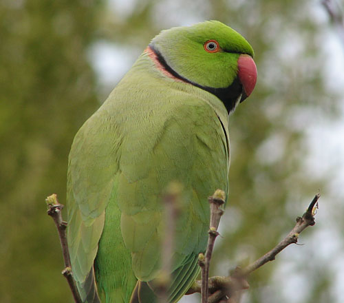 Backyard Rose-ringed Parakeet