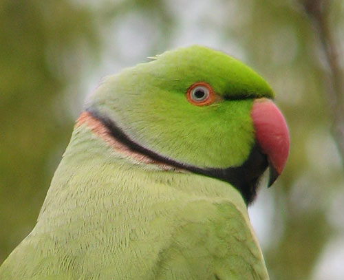 Backyard Rose-ringed Parakeet