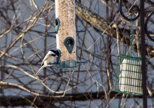 Black-capped Chickadee