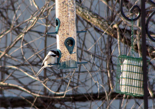 Black-capped Chickadee