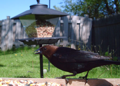 Brown-headed Cowbird