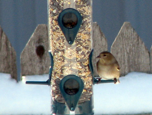 American Goldfinch