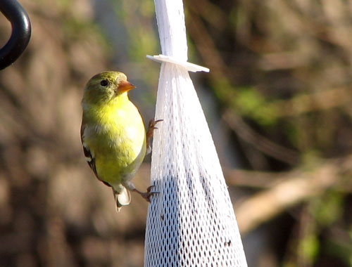 American Goldfinch