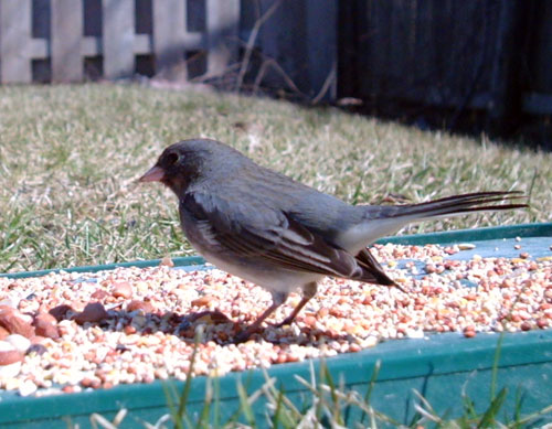 Dark-eyed Junco