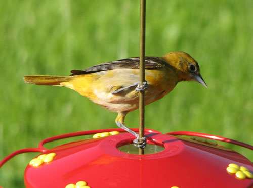 Baltimore Oriole (female)