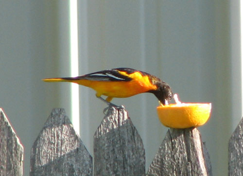 Baltimore Oriole (male)