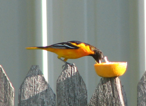 Baltimore Oriole (male)