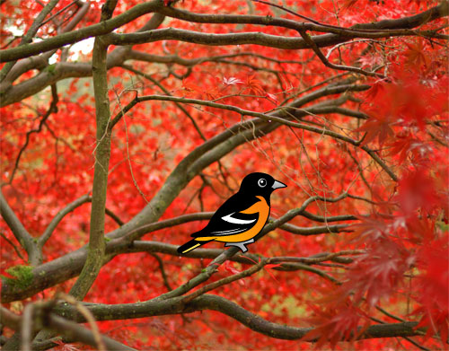 Baltimore Oriole