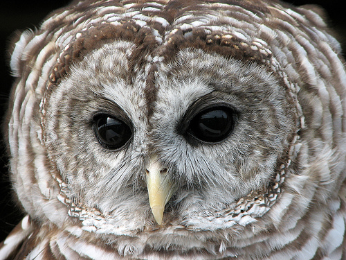 Barred Owl Close-up