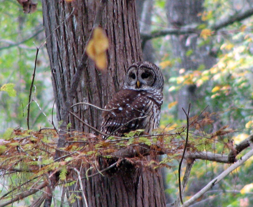 Barred Owl in South Carolina