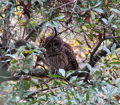 Barred Owl in South Carolina