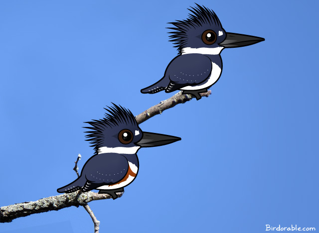 Birdorable Belted Kingfisher