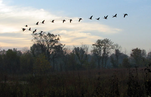 Prairie Wolf Slough