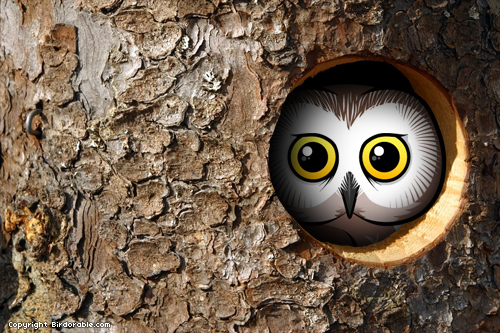 Mystery bird in hole