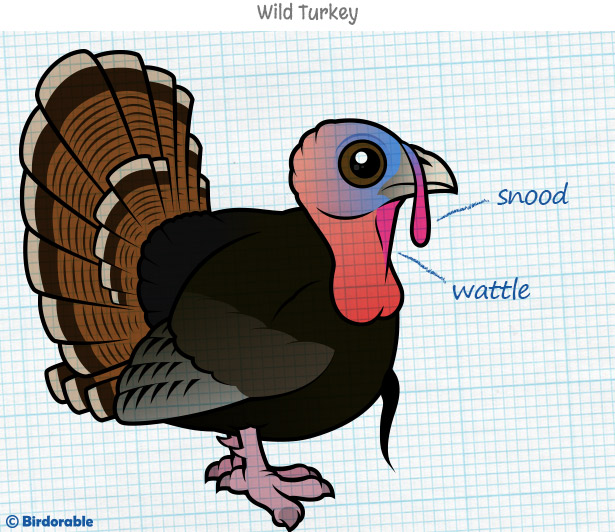 Wild Turkey showing snood, wattle and beard by Birdorable